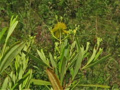 Hypericum lobocarpum