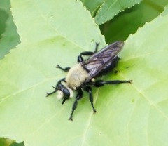 Laphria virginica