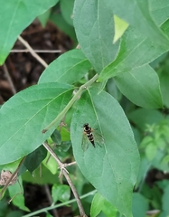 Chrysopilus ornatus