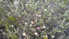 Achyranthemum recurvatum