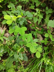 Lespedeza pilosa