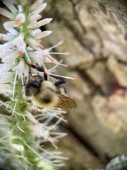 Bombus bimaculatus