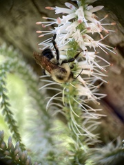 Bombus bimaculatus