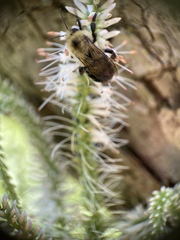Bombus bimaculatus