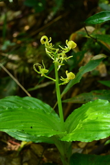 Liparis sootenzanensis