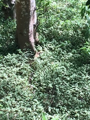 Tamandua mexicana image