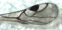 Cryptoxilos thorpei
