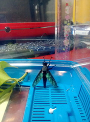 Microstylum oberthurii