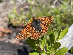 Euphydryas anicia capella