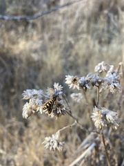 Penstemonia clarkei