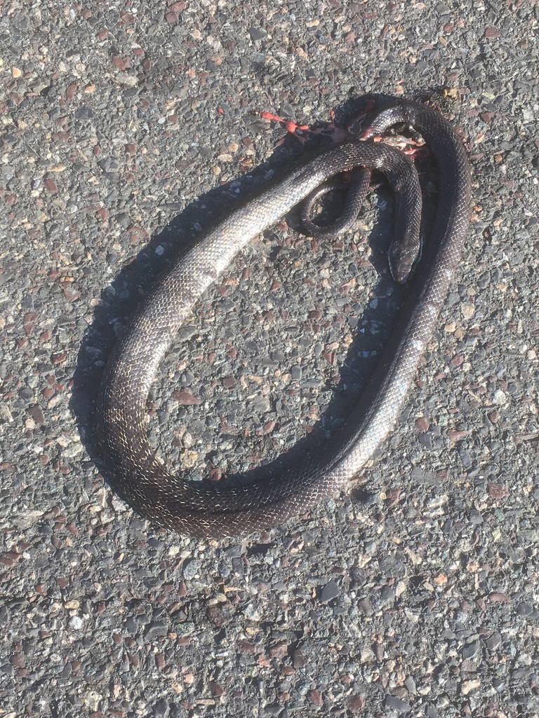 Eastern Ratsnake from Conines Millpond, Allentown, NJ, US on June 30