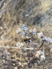 Penstemonia clarkei