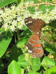 Junonia natalica natalica