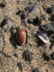 Notocypraea angustata