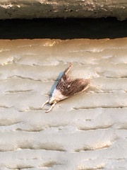 Lipocosmodes fuliginosalis