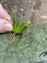Erycina