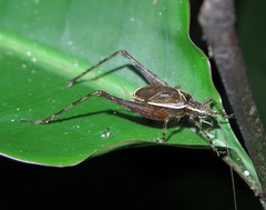 Hapithus auditor