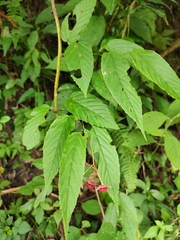 Rubus swinhoei