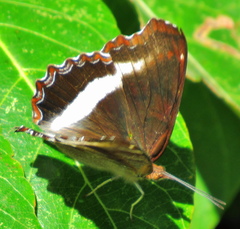 Eurytela hiarbas angustata