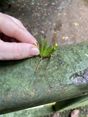 Erycina