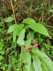 Rubus swinhoei