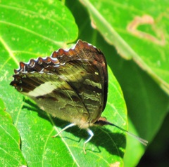 Eurytela hiarbas angustata