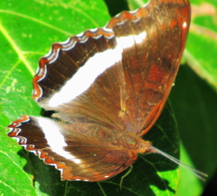 Eurytela hiarbas angustata