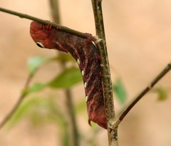 Theretra pallicosta