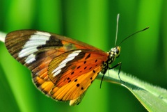 Acraea encedon encedon