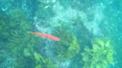 Bodianus unimaculatus