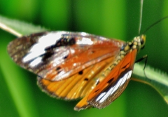 Acraea encedon encedon