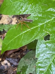 Smeryngolaphria