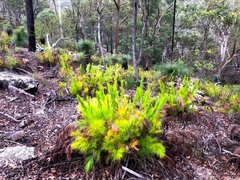 Caustis blakei macrantha