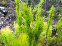 Caustis blakei macrantha