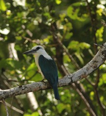 Todiramphus saurophagus