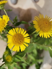 Inula japonica
