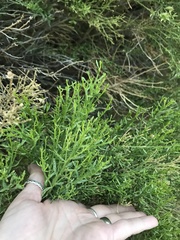 Baccharis sarothroides