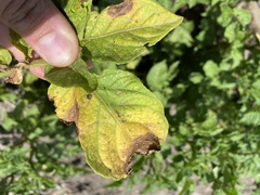 Alternaria solani