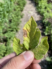 Alternaria solani