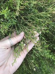 Baccharis sarothroides
