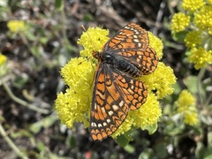 Euphydryas anicia capella