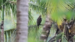 Nisaetus cirrhatus limnaeetus