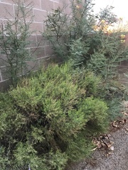 Baccharis sarothroides