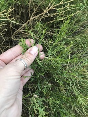 Baccharis sarothroides