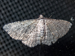 Chrysolarentia squamulata