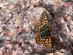Euphydryas anicia capella