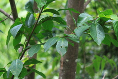 Alniphyllum fortunei