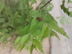 Xanthogaleruca maculicollis