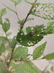 Xanthogaleruca maculicollis