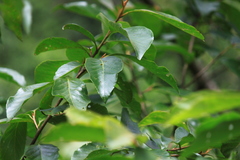 Alniphyllum fortunei